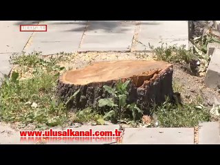 Ankara'da 50 ağaç kesildi