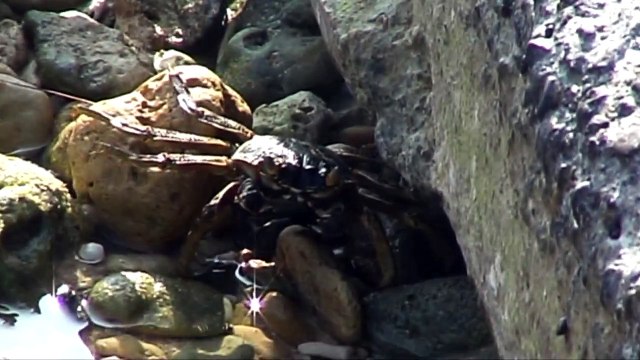 CRABS OF CAR NICOBAR ISLAND AS ON (26- 01- 2014),ANDAMAN,INDIA