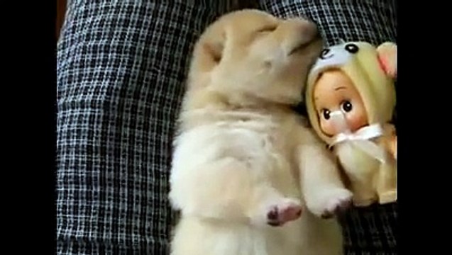Ce que fait ce mignon chiot en plein milieu de son sommeil est trop mimi. Regardez !