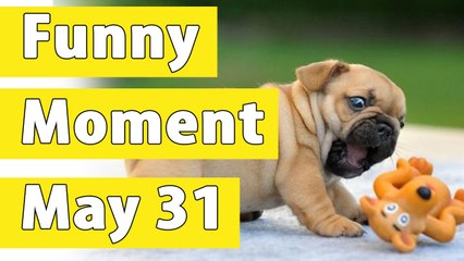 Funny animal moment in may 31, 2016 | by FUNNY ANIMAL