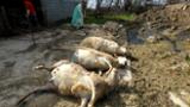 A Cardesse les brebis de Yannick Lamazou attaquées par des chiens errants