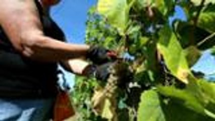 De bonnes vendanges 2015 en Béarn