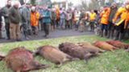 Dix bêtes tuées dans la traque au sanglier