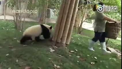 Cuccioli di Panda Dispettosi - VIDEO ESILARANTE
