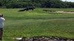 Un alligator géant se promène sur un terrain de golf