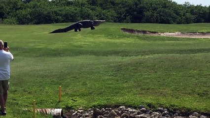 Un alligator géant se promène sur un terrain de golf