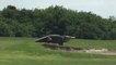 Gigantic Alligator Casually Walks Across Florida Golf Course