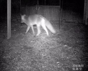 tentative de capture renard / piège trappe / non déclenché