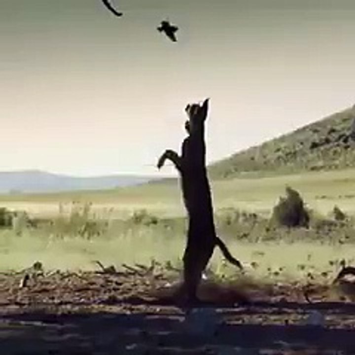 Tiger catching the bird