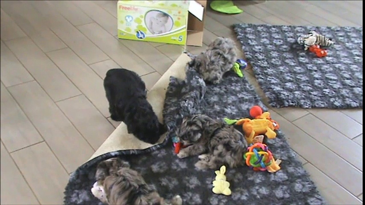Chiots 8 semaines