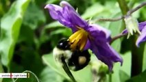 Researchers Figure Out How Bees Pick Up Messages Flowers Are Sending