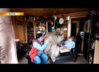 Yırtıcı ilə bir evdə