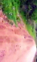 funny videos - A Baby Fox Coming Up To People For Help Funny Videos