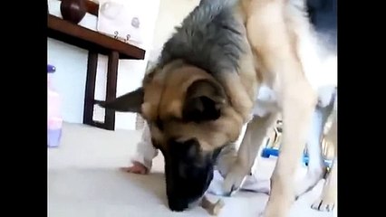 funny videos - Best Funny Dogs And Children Funny Videos with your kids