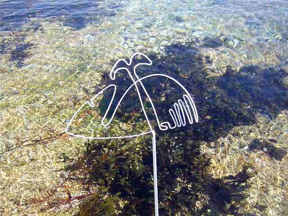 drôle de baleine