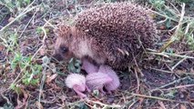 Rare sight, as hedgehog spotted with tiny babies during the day
