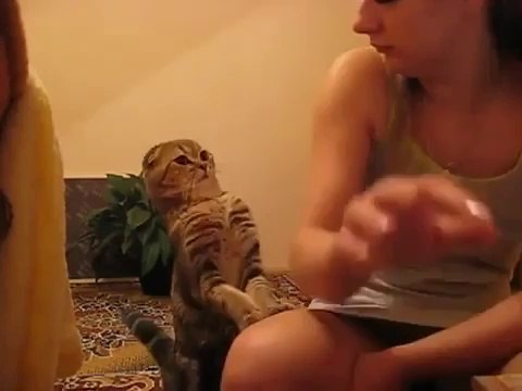 Гладь кота, не ленись. Смешные приколы кошки