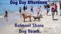 Dog Day Afternoon at the Belmont Shore Dog Beach, Long Beach, CA 90803