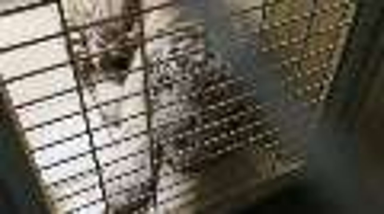 Radjah, un tigre blanc à Asson