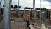 VILLE SHELTER