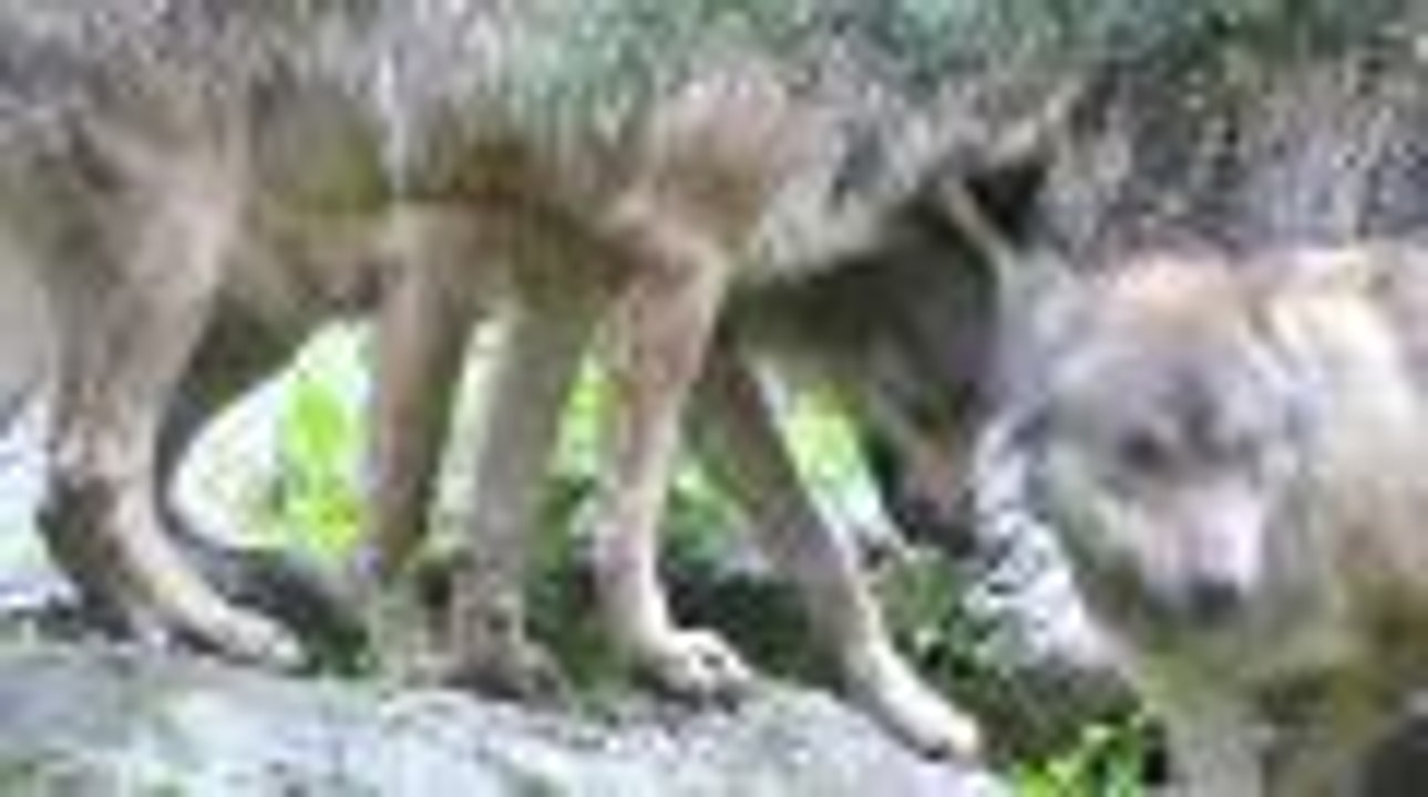 Vacances - Nuit avec les loups à Ayzac-Ost (65)