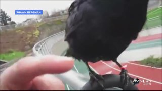 Police Chase Famous Knife Stealing Crow For Tampering With Crime Scene Evidence