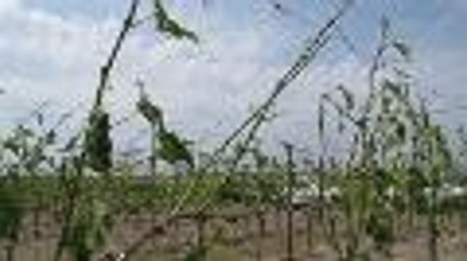 Des dégâts dans les vignobles, Chantal Nadeau en dit plus