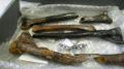 Ronan Allain reconstitue un squelette de dinosaure au musée d'Angoulême