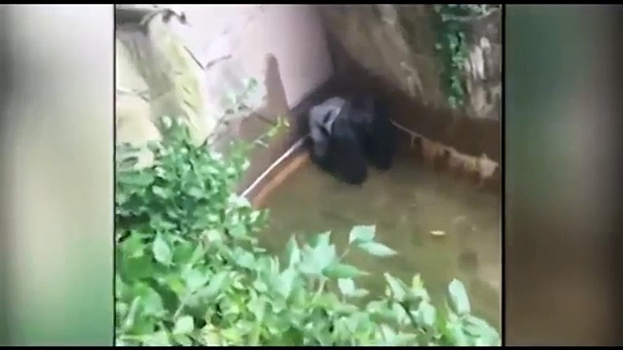 Astonishing New Footage Shows Gorilla 'Protecting’ 4-Year Old Boy Before Being Shot Dead