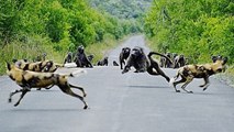wild Dogs attacking Monkey