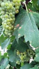 Jalal ul deen grapes farm. Shorkot , kotla Muhammad Zarif Khan