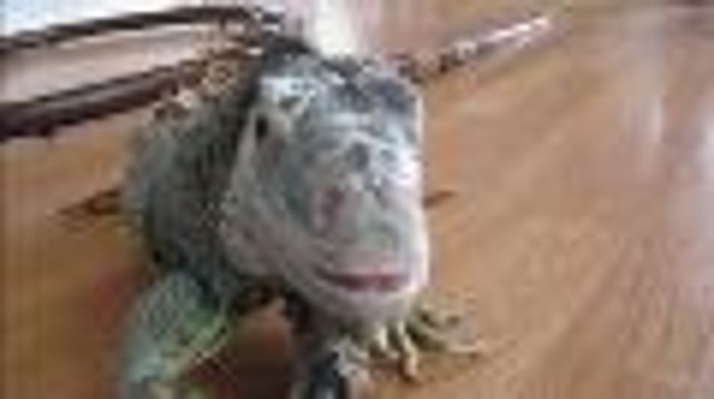 Des Charentais ont des iguanes ou des serpents comme animaux de compagnie