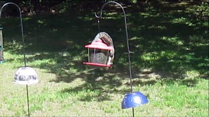 Squirrels Are Resourceful