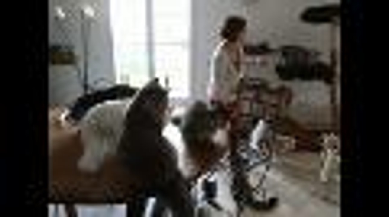 Des chats Maine Coon à La Rochefoucauld