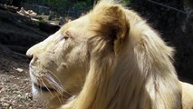 2013. 05. 28. Mladi beli lav - ZR - Beo Zoo Vrt