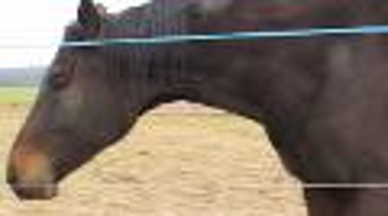 Les chevaux qui ont fait le casting du film "Jappeloup"