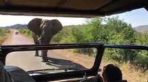 Un elefante persiguió a Arnold Schwarzenegger en Sudáfrica