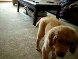 10 week old Golden Retriever - Retrieving