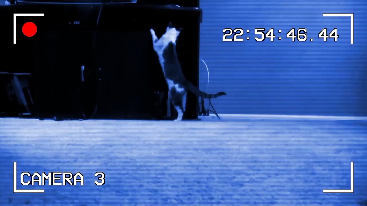 My kitten is crazy!!!!!!