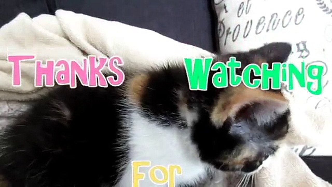 Pixel the Kitten