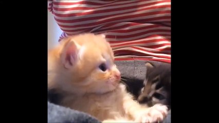 Kitten Videos Cute Moments