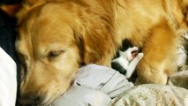 ゴールデンレトリーバーの懐で眠りにつく子猫ちゃん / Kitten sleep along with the Golden Retriever.
