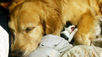 ゴールデンレトリーバーの懐で眠りにつく子猫ちゃん / Kitten sleep along with the Golden Retriever.