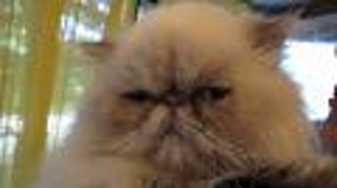 Aristochats de Chazelles