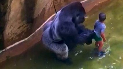 Internet FREAKS OUT Over Harambe the Gorilla