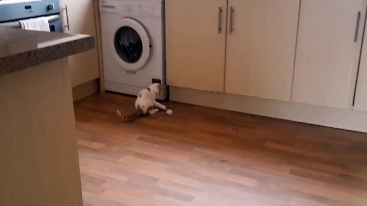 Playing with kitten funny cat vine part 2
