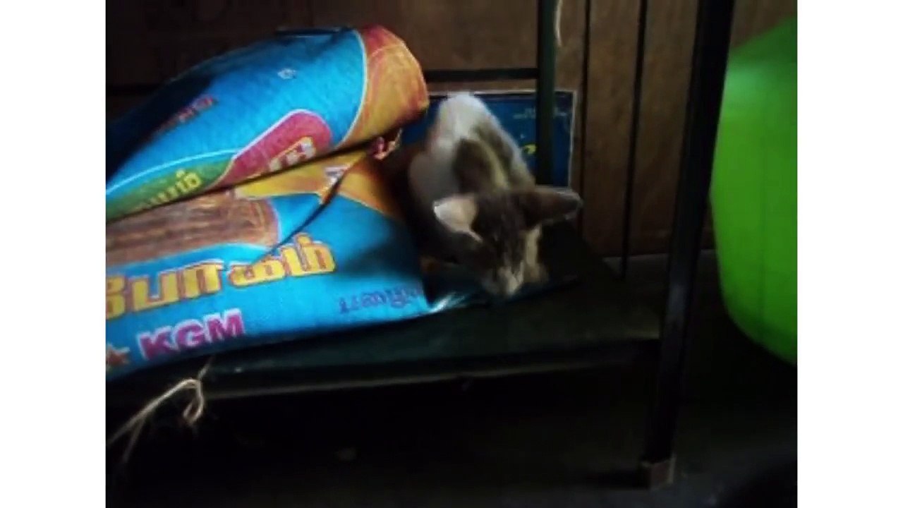 kitten playing with pencil