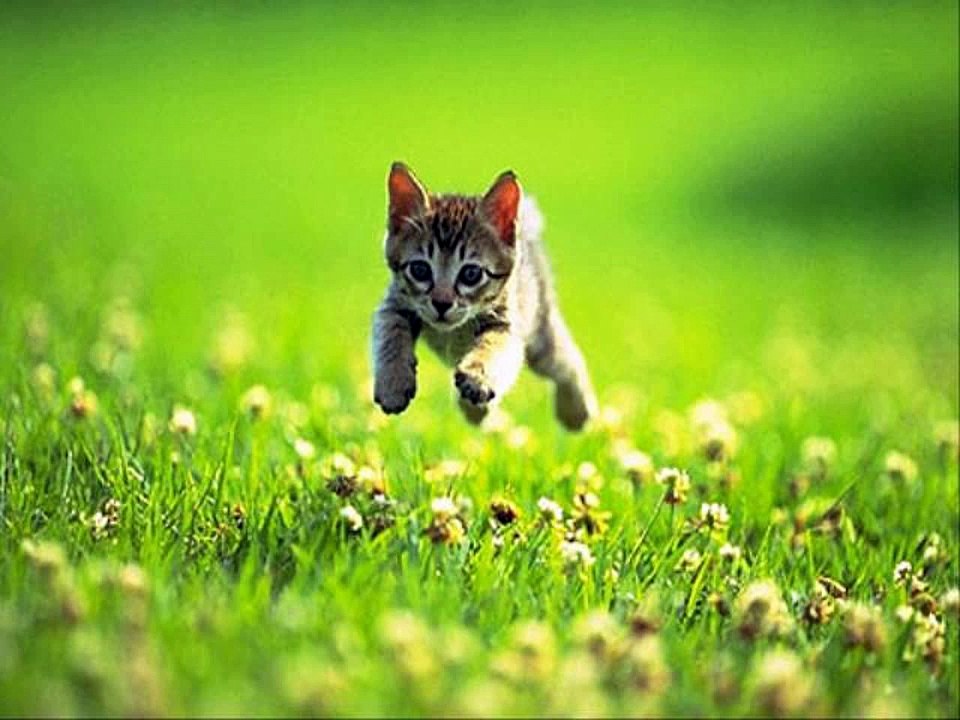 #Cute #Cats and #Kittens #funny #meowing #video #Compilation Cats Kitten doing #funny things 549