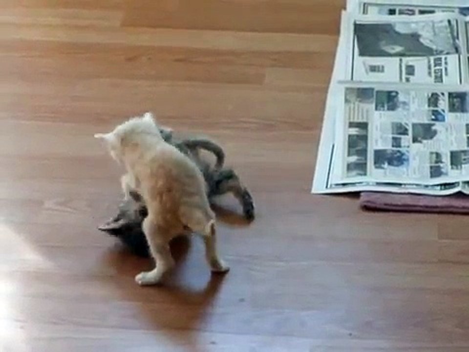 Kitten Surprise! (How to Break Up a Cat Fight!) THE ORIGINAL!