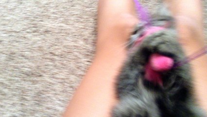 babysitting a kitty 4 Memorial Day  this is penny